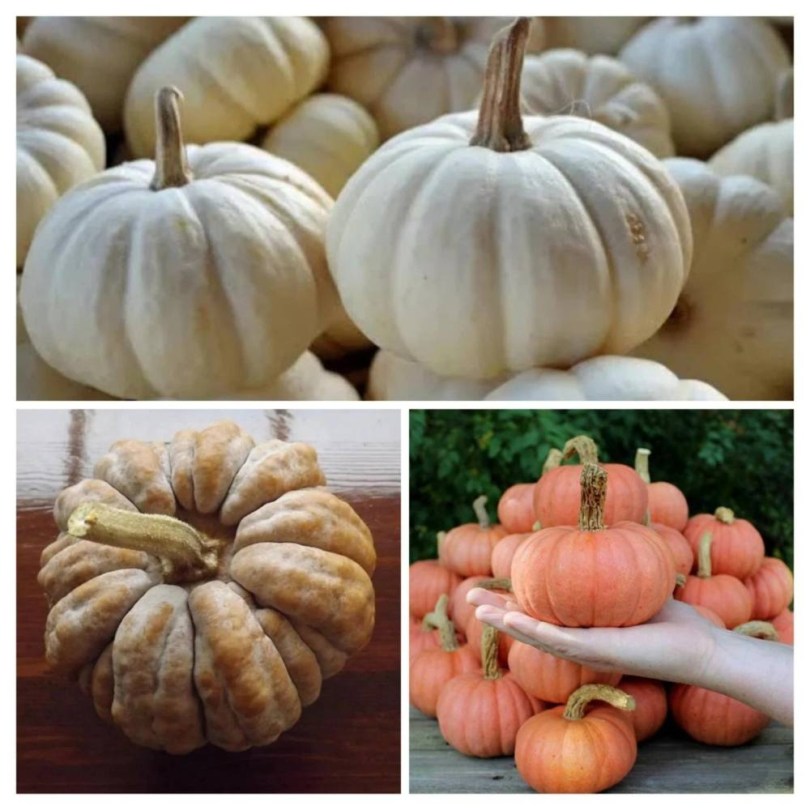 Apró termésű sütőtökök válogatás - 3 fajta, Cucurbita sp., vetőmag, akció, kedvezmény